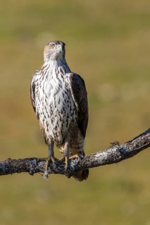 Bonelli's Eagle (Aquila fasciata) male, Andalusia, Spain