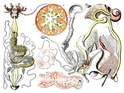 Left side: Probably shows the digestive or reproductive system of an invertebrate, possibly a