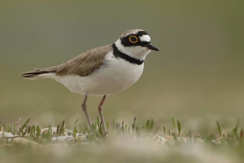 Little Ringed Plover (Charadrius dubius), North Rhine-Westphalia, Germany