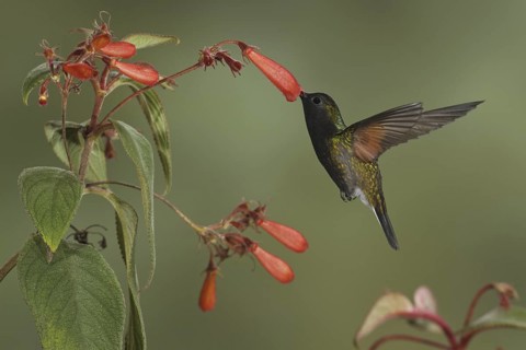 Black-bellied Hummingbird (Eupherusa nigriventris), Costa Rica
