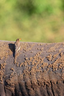 Yellow-billed oxpecker (Buphagus africanus) sitting on the back on a Rhinoceros, Maasai Mara