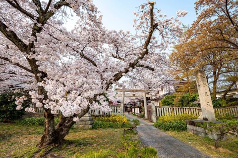 Torii and Hoden-ji temples, Japanese cherry blossom, Kyoto, Japan