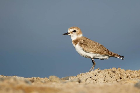 Kentish Plover (Charadrius alexandrinus) female, Lesvos, Greece