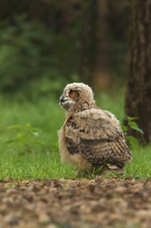 Eurasian Eagle-Owl (Bubo bubo) juvenile, Limburg, Netherlands