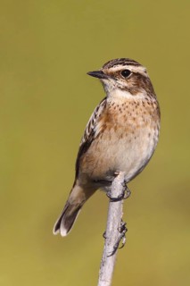 Whinchat (Saxicola rubetra), Vila Franca de Xira, Portugal
