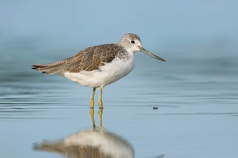 Common Greenshank (Tringa nebularia), Victoria, Australia