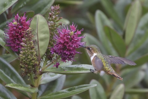 Scintillant Hummingbird (Selasphorus scintilla), Costa Rica