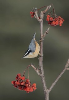 Red-breasted Nuthatch (Sitta canadensis), Alaska, USA