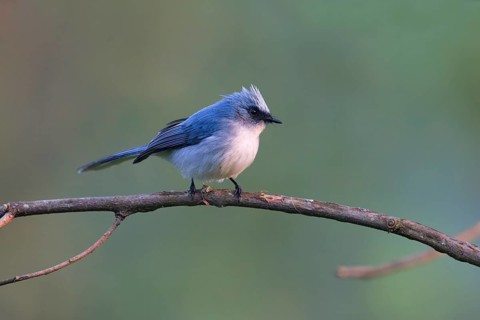 White-tailed Blue Flycatcher (Elminia albicauda) perched on a branch, Uganda