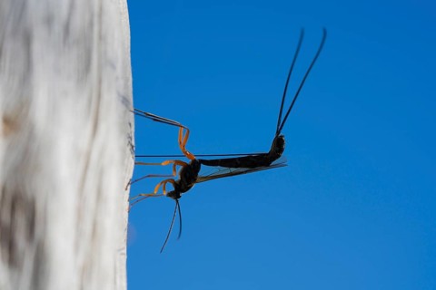 A black slip wasp laying eggs in dead wood