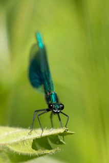 Banded demoiselle damselfly (Calopteryx splendens) adult male insect resting on a leaf in the