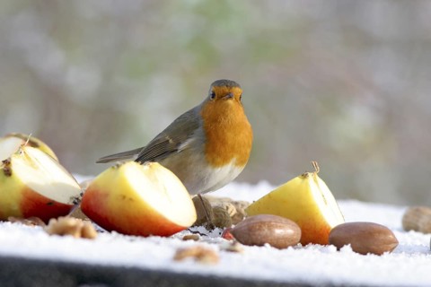 European Robin (Erithacus rubecula), Baden-Wuerttemberg, Germany