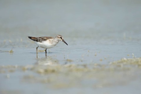 Broad-billed Sandpiper (Calidris falcinellus sibirica) foraging, Dornod Aimag, Mongolia