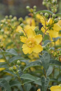 St. John's Wort (Hypericum 'Hidcote'), Anchers Havecenter, Bautzen, Saxony, Germany