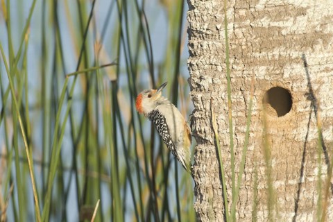 Red-bellied Woodpecker (Melanerpes carolinus) female at nest cavity, Florida, USA