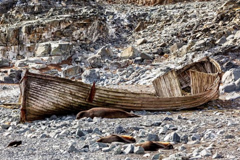 An old wooden boat lies abandoned on a rocky shore next to sleeping sea lions in harsh conditions,