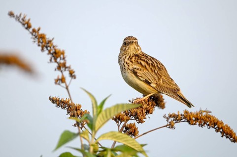 Heidelerche (Lullula arborea), Woodlark, singendes Maennchen, morgens, Mai, Oberhausen, Ruhrgebiet,