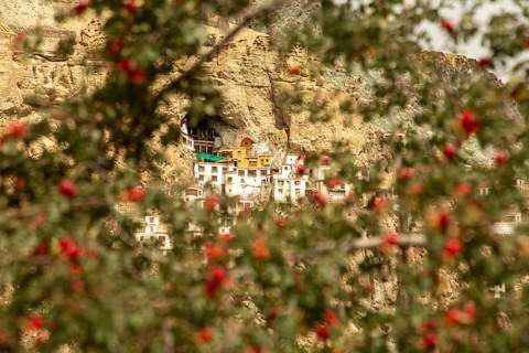 The remote Phugtal Monastery is seen through colorful wild plants. Nestled in Zanskar Valley,