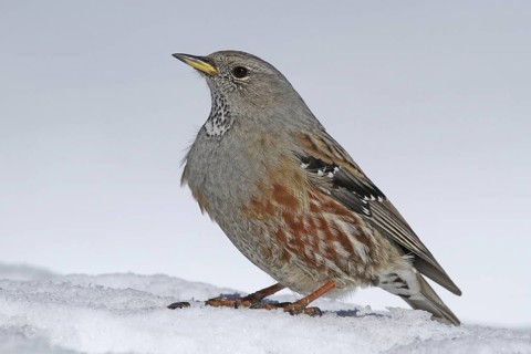 Alpine Accentor (Prunella collaris), Valais, Switzerland