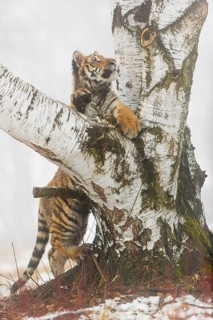 One young Siberian Tiger, Panthera tigris altaica, standing erected at a birch tree with dense fog