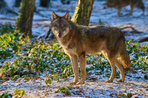 A wolf stands in a snowy forest, illuminated by sunlight, calm and alert, winter, wolf (Canis