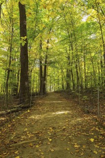 Long dirt walking trail with fallen leaves in mixed forest of tall backlit Acer - Maple, Betula -