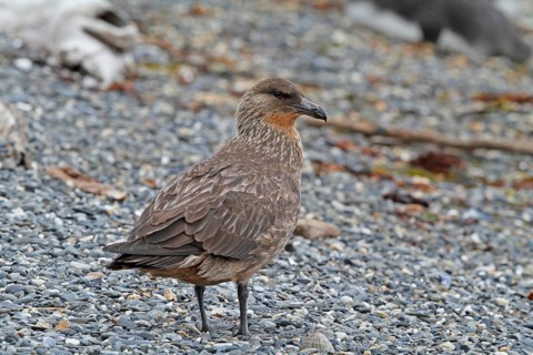 Chilean Skua (Stercorarius chilensis), Tierra del Fuego, Argentina