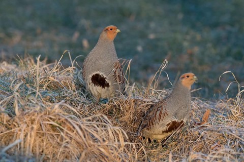 Grey Partridge (Perdix perdix), Thuringia, Germany