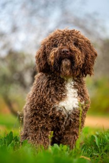 An Andalusian water dog with a rich, curly brown coat sits attentively amidst vibrant greenery,