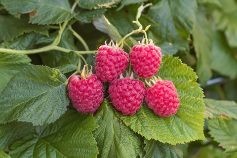 Dwarf raspberry (Rubus idaeus RUBY BEAUTY),  Germany