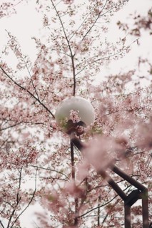 A streetlight is gracefully surrounded by blooming sakura flowers, creating a stunning display of