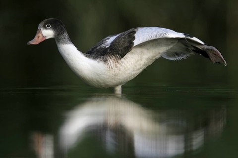 Common Shelduck (Tadorna tadorna), Rhineland-Palatinate, Germany