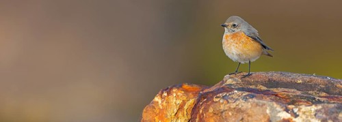 Common Redstart, Redstart, (Phoenicurus phoenicurus), Flycatcher, Mannheim, Baden-Württemberg,