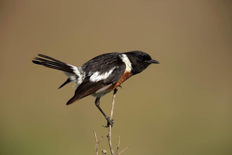 African Stonechat (Saxicola torquatus) male perched on a branch, Gauteng, South Africa