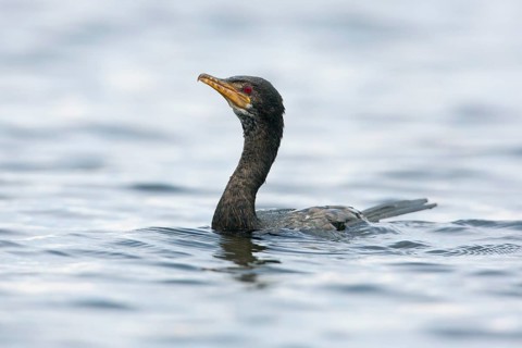 Reed Cormorant (Microcarbo africanus), Gambia