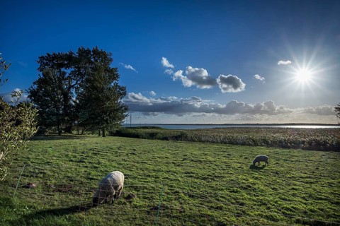 Sheep grazing on the ground, Sonnenstern, Darß, Mecklenburg-Western Pomerania, Germany