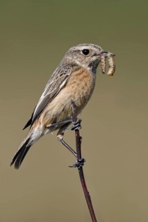 Mit Futter im Schnabel... Schwarzkehlchen *Saxicola torquata*, Weibchen auf der Spitze eines