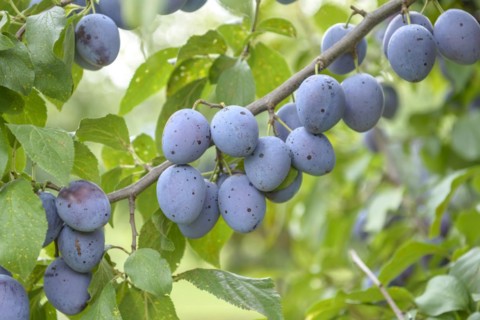 Prunus domestica 'Hauszwetsche', Meschenmoser, Bundessortenamt, Marquardt testing centre,