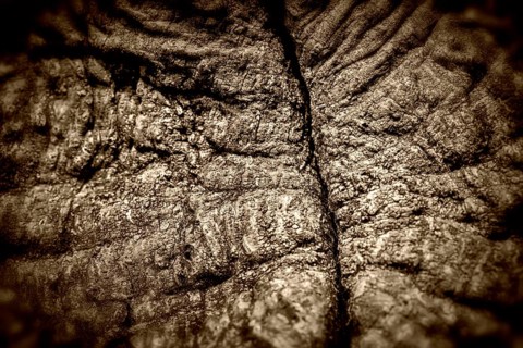 Bark structures, Primeval forest Urwald Sababurg, Weser Uplands, Weserbergland, Hesse, Germany