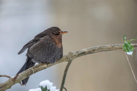 The female blackbird (Turdus merula) defies the cold with fluffed up-up plumage, winter, snow,