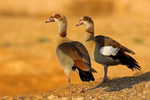 Nilgans, Egyptian Goose, Alopochen aegyptiacus, Ouette d'Égypte, Oie d'Égypte, Ganso del Nilo