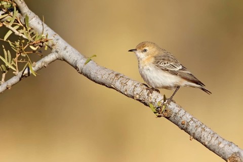 Crimson Chat (Epthianura tricolor) female, Northern Territory, Australia
