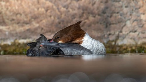 Goosander (Mergus merganser), female, preening, captive, Alpine Zoo, Innsbruck, Tyrol, Austria