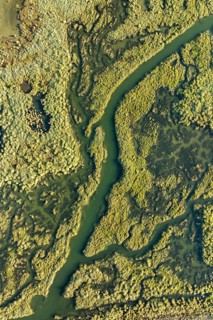 Aerial photograph captures the intricate, winding waterways of the Guadalquivir Marshes, showcasing