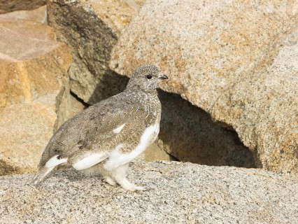 White-tailed Ptarmigan (Lagopus leucura) juvenile, California, USA
