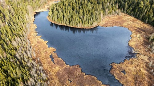 Lake in a swamp area. Region of La Mauricie. Province of Quebec. Canada