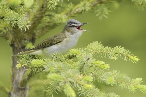 Red-eyed Vireo (Vireo olivaceus), Alberta, Canada