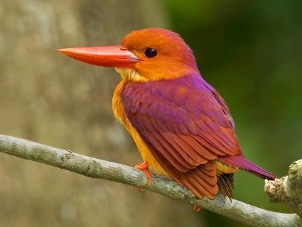 Ruddy Kingfisher (Halcyon coromanda), Singapore