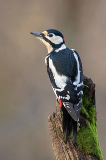 Great Spotted Woodpecker (Dendrocopos major) male climbing tree, Poland