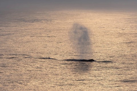 Blas, humpback whale (Megaptera novaeangliae), Barents Sea, Northeast Iceland, Svalbard and Jan